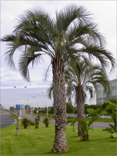 jelly palm tree