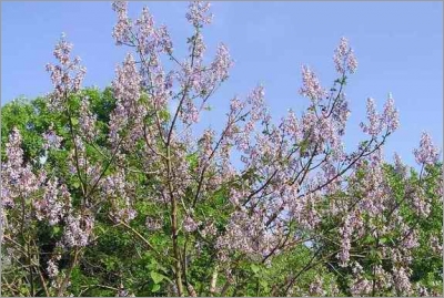 Paulownia Catalpifolia