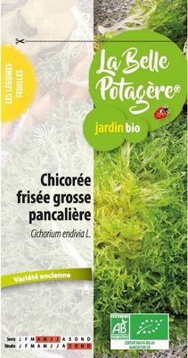 Chicorée frisée grosse pancalière BIO - La Belle Potagère